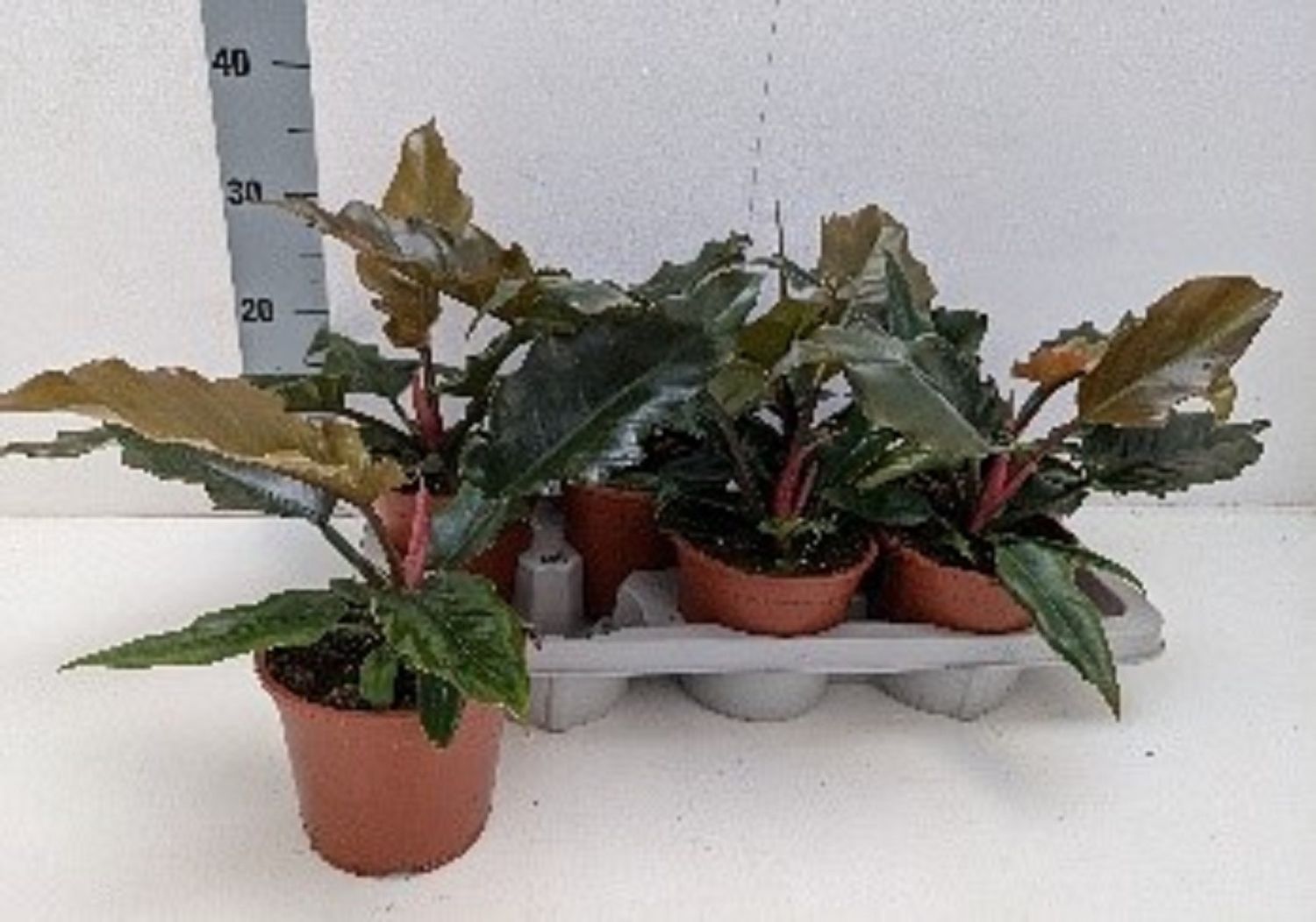 plants are purple serum test Pro-Aging Super Serum