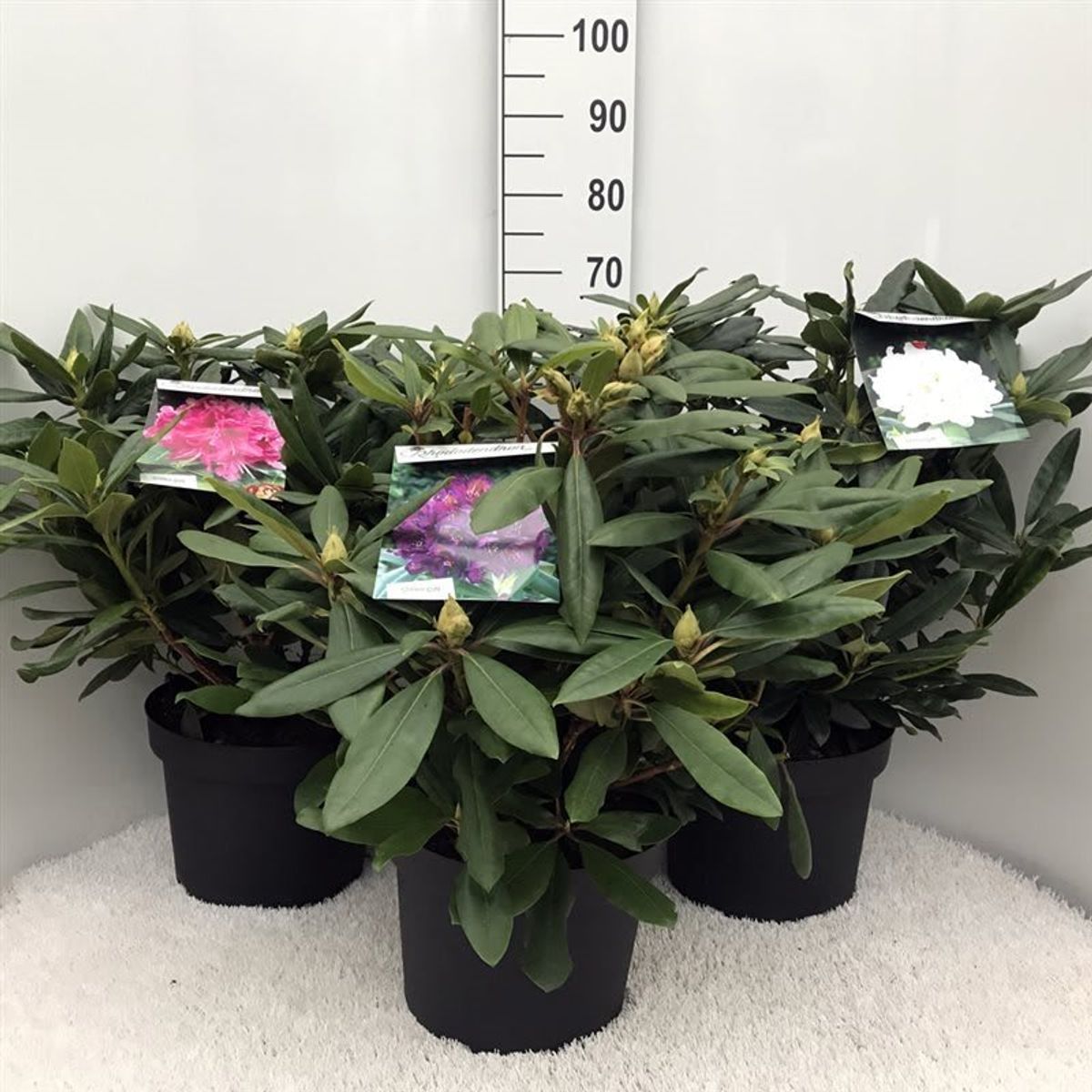 Rododendro In Vaso - Mix Di 3 Piante, Altezza 25-40 Cm, Vaso 9 Cm, Sempreverde - Foto 12