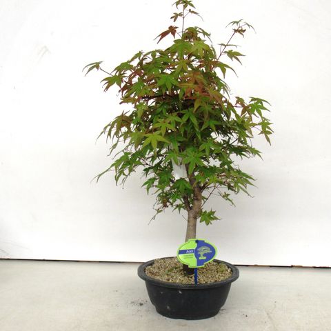 Acer palmatum 'Deshôjô'