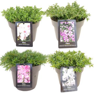 Phlox SUBULATA MIX