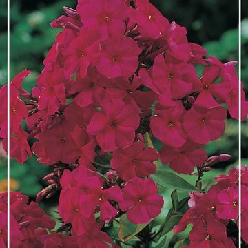 Phlox 'Starfire'