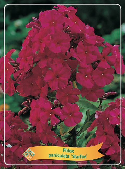 Phlox 'Starfire'