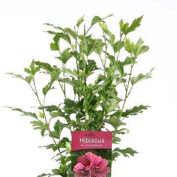 Hibiscus syriacus 'Duc de Brabant'