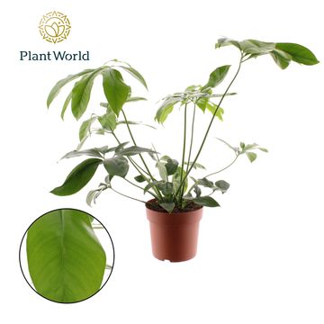 Philodendron 'Fun Bun'