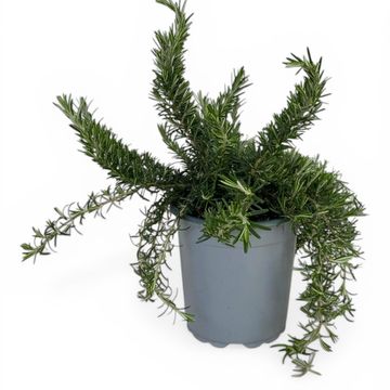 Rosmarinus officinalis 'Prostratus'