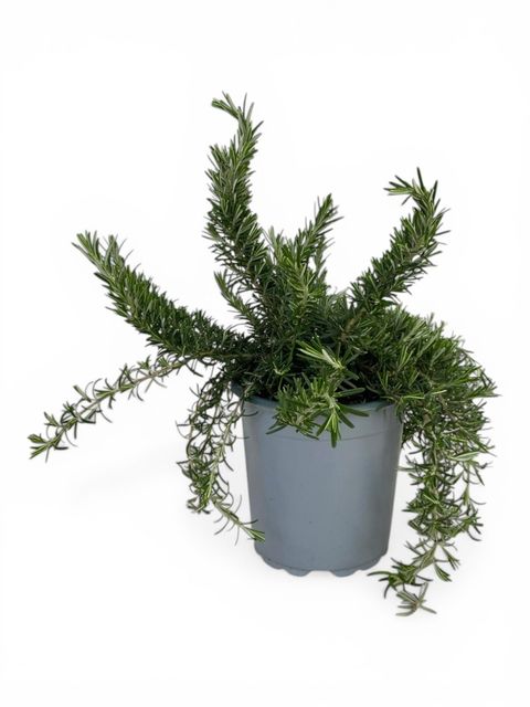 Rosmarinus officinalis 'Prostratus'