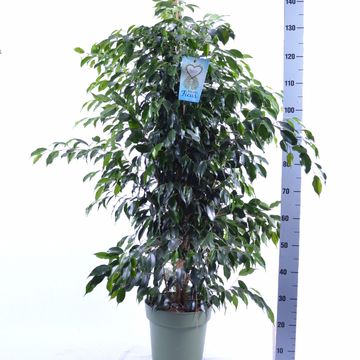 Ficus benjamina 'Midnight Lady'