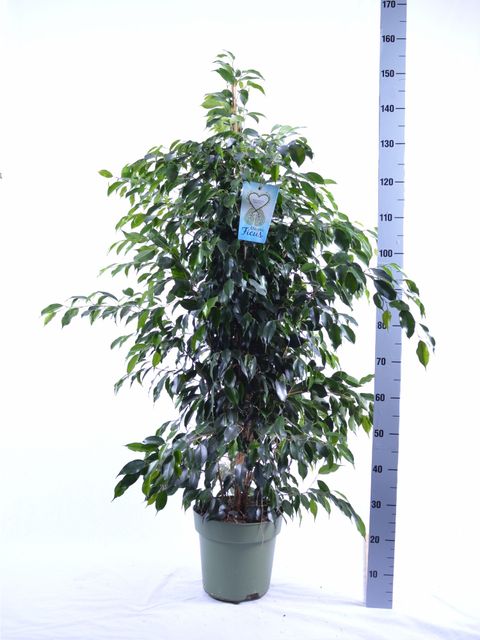 Ficus benjamina 'Danielle'