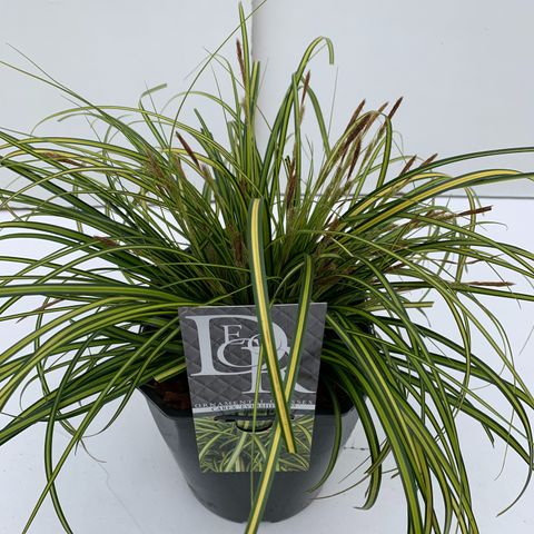 Carex oshimensis EVERCOLOR EVERSHEEN