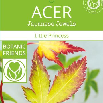 Acer palmatum 'Little Princess'