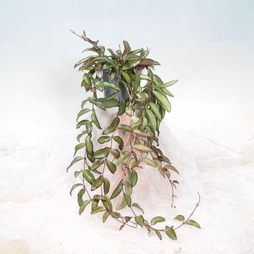 Hoya 'Rosita'
