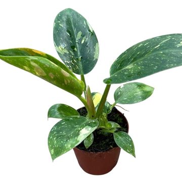 Philodendron 'Green Congo Hybrid'