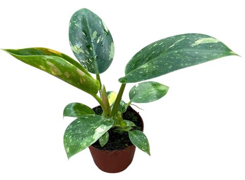 Philodendron 'Green Congo Hybrid'