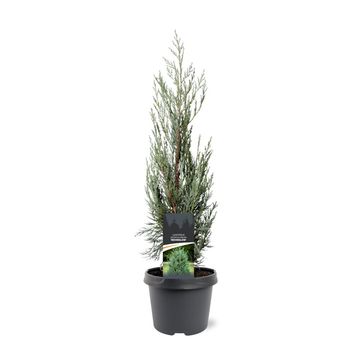 Juniperus scopulorum 'Moonglow'