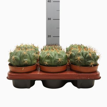 Gymnocalycium saglionis