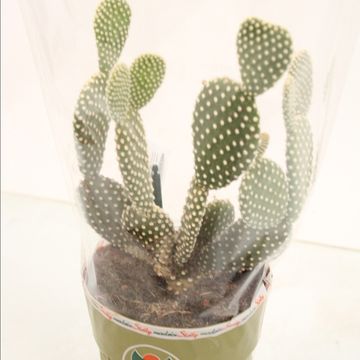 Opuntia microdasys 'Albispina'