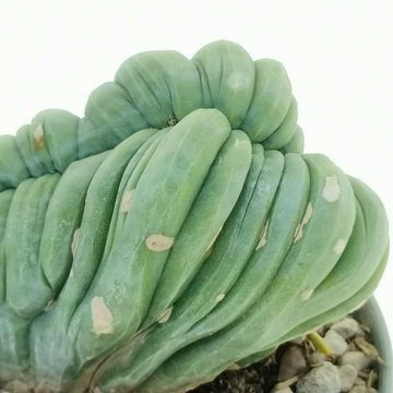 Trichocereus bridgesii monstruosus cristatus