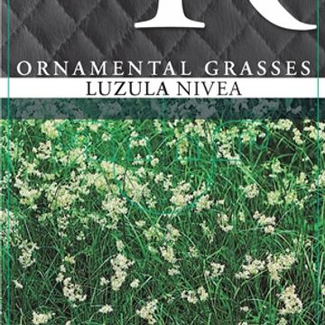Luzula nivea