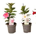 Mandevilla RIO MIX