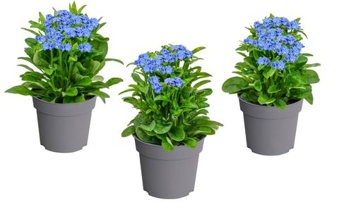 Myosotis sylvatica 'Nina Early Blue'