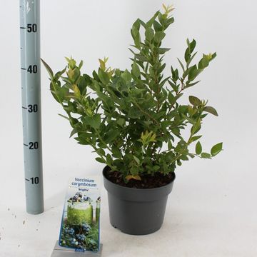 Vaccinium corymbosum 'Brigitta Blue'