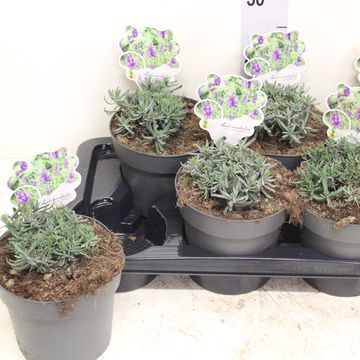 Lavandula angustifolia 'Hidcote'