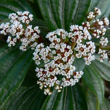 Viburnum davidii