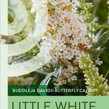 Buddleja davidii BUTTERFLY CANDY LITTLE WHITE