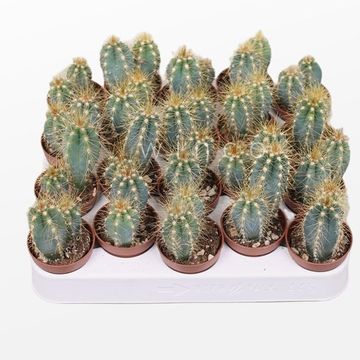 Pilosocereus azureus