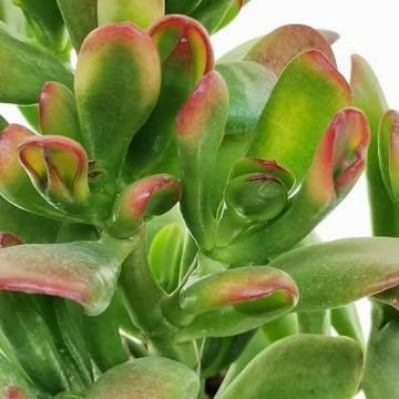 Crassula ovata 'Hobbit Tricolor'