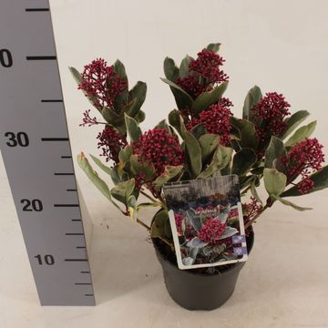 Skimmia japonica 'Perosa'