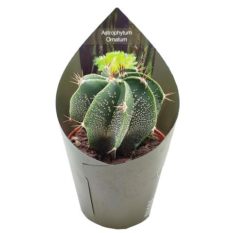 Astrophytum ornatum