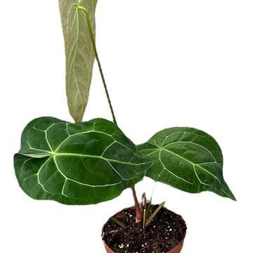 Anthurium magnificum x crystallinum