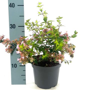 Abelia 'Raspberry Profusion'