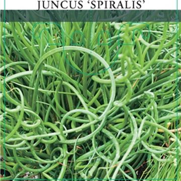 Juncus effusus spiralis