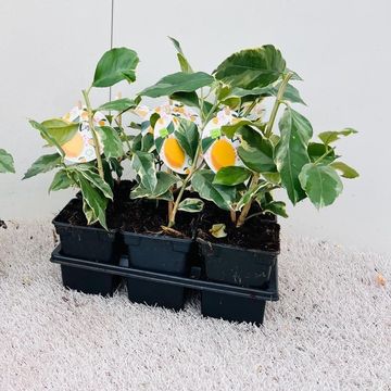 Citrus limon 'Variegata'