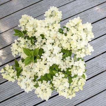 Hydrangea paniculata SWITCH OPHELIA