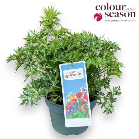 Eryngium x zabelii 'Big Blue'