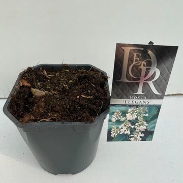 Hosta 'Elegans'