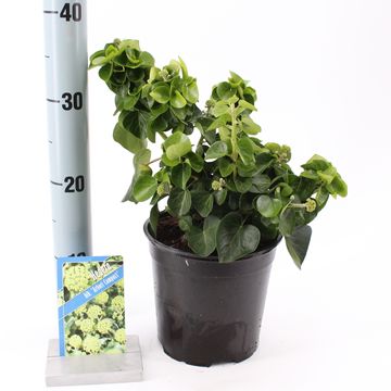 Hedera hibernica 'Арбори Компакт'