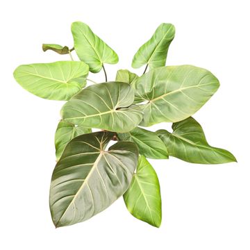 Philodendron 'Summer Glory'