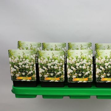 Geranium x cantabrigiense 'St Ola'