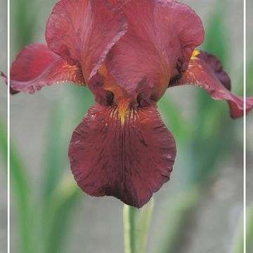 Iris 'Fabulous Jeanette'
