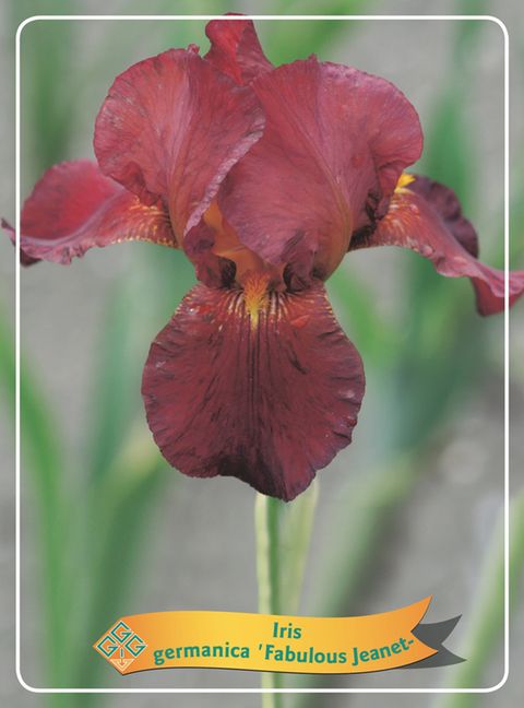 Iris 'Fabulous Jeanette'