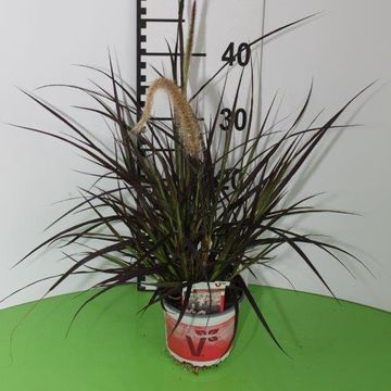 Pennisetum advena 'Rubrum'