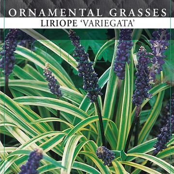 Liriope muscari 'Variegata'
