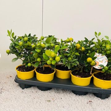 x Citrofortunella microcarpa