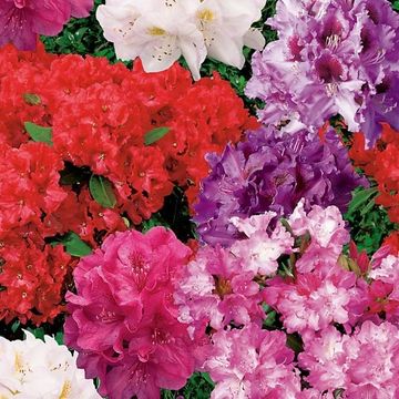 Rhododendron EASYDENDRON MIX