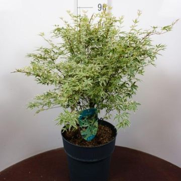 Acer palmatum 'Butterfly'