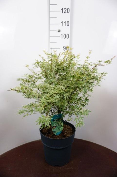Acer palmatum 'Butterfly'